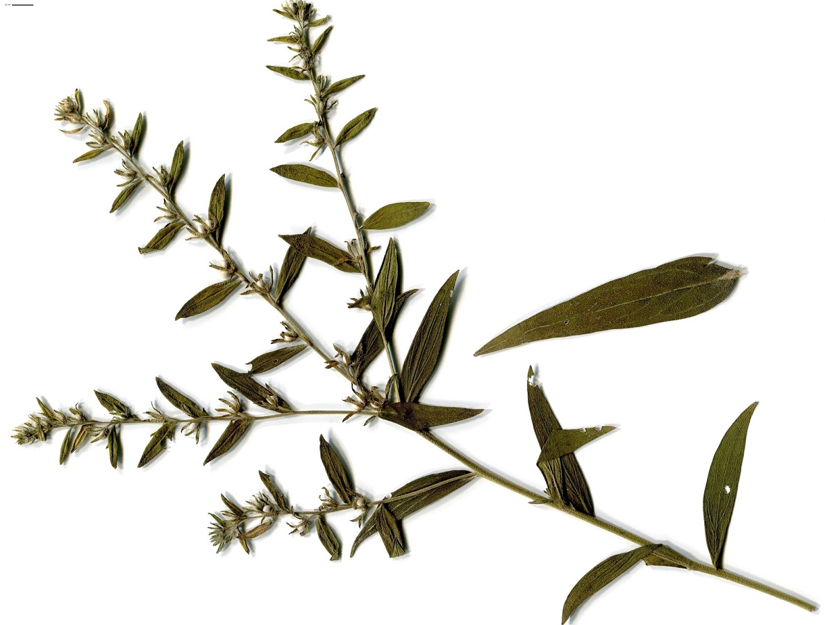Lithospermum officinale (Boraginaceae)